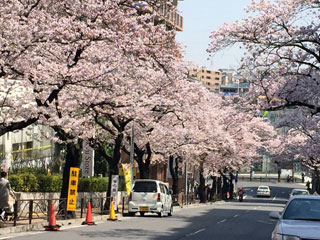 「じもとみん」さんからの投稿写真＠さくら坂［宮崎台］