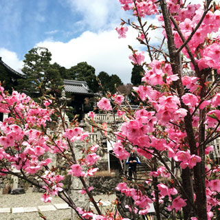 「よりやん」さんからの投稿写真＠柳谷観音 楊谷寺