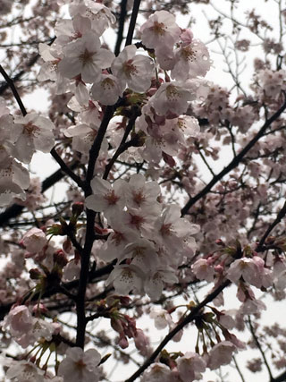 「えええ」さんからの投稿写真＠皇居・乾通り