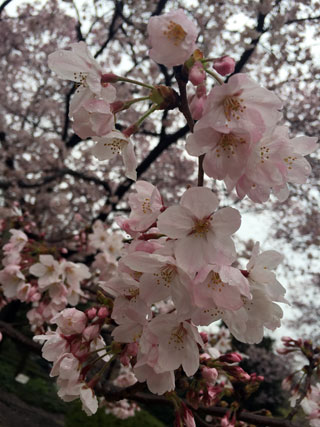「えええ」さんからの投稿写真＠皇居・乾通り