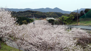 「しんきち」さんからの投稿写真＠桜の里公園