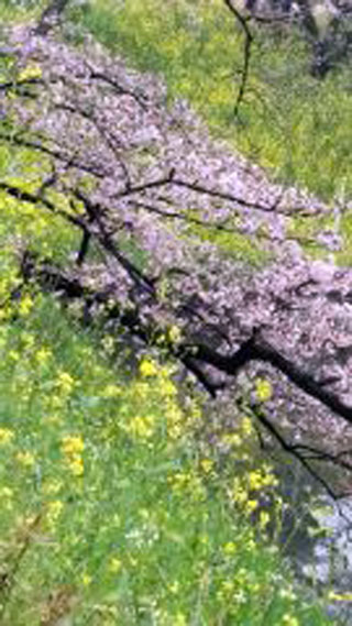 「千葉のおばちゃん」さんからの投稿写真＠皇居・半蔵門公園付近