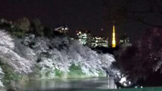 「千葉のおばちゃん」さんからの投稿写真＠皇居・半蔵門公園付近