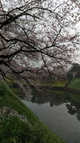 「千葉のおばちゃん」さんからの投稿写真＠皇居・半蔵門公園付近