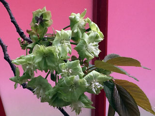 「匿名希望」さんからの投稿写真＠御衣黄〔ギョイコウ〕