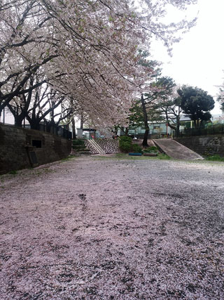 「佐倉散蔵」さんからの投稿写真＠大和市代官の某公園