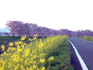 「ジャバラ腹」さんからの投稿写真＠田原本町の飛鳥川土手
