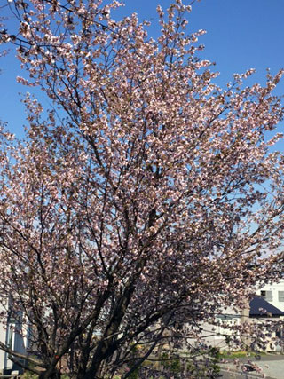 「かの子ちゃん」さんからの投稿写真＠旭川市神楽両神橋河川敷の近く