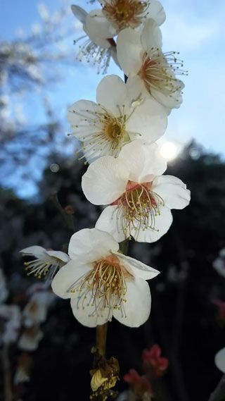 「もんにゃ」さんからの投稿写真＠曽我の里 別所梅林