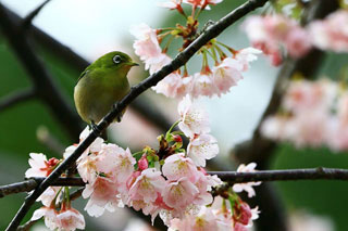 「匿名希望」さんからの投稿写真＠さくらの写真