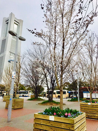 「飲み会続き」さんからの投稿写真＠桜木町の駅前広場