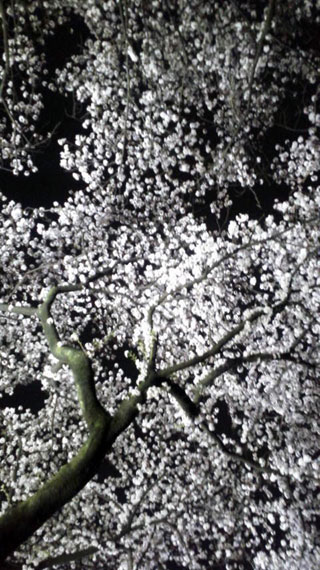 「ジェイド」さんからの投稿写真＠文理台公園