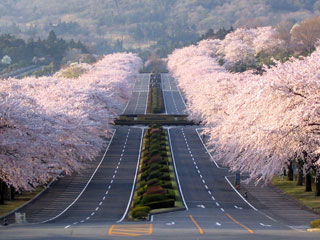 「匿名希望」さんからの投稿写真＠さくらの写真