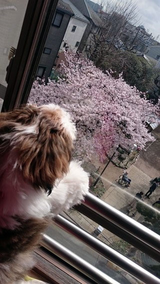 「まあ」さんからの投稿写真＠東小松川二丁目公園