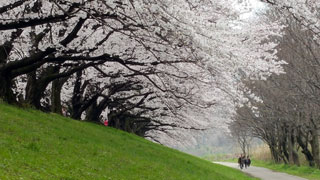 「匿名希望」さんからの投稿写真＠さくらの写真