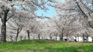 「りんちゃん」さんからの投稿写真＠さくら広場(大阪府門真市)