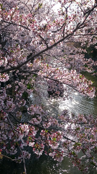 「ヨッコ」さんからの投稿写真＠近江八幡のお堀