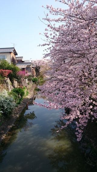 「ヨッコ」さんからの投稿写真＠近江八幡のお堀