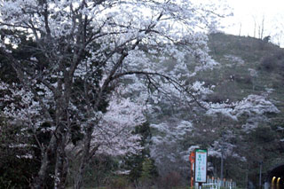 「パラ」さんからの投稿写真＠首切トンネルの桜