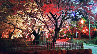 「パラ」さんからの投稿写真＠早島公園の桜