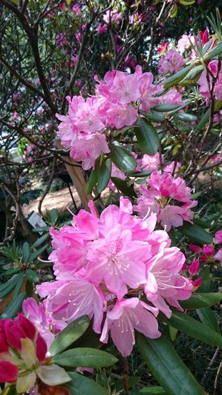 「ヨッコ」さんからの投稿写真＠村田製作所 しゃくなげ園