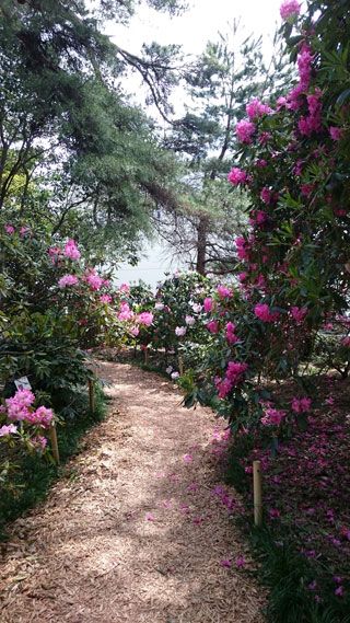 「ヨッコ」さんからの投稿写真＠村田製作所 しゃくなげ園