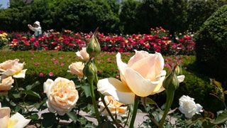 「ヨッコ」さんからの投稿写真＠湖西浄化センターバラ園