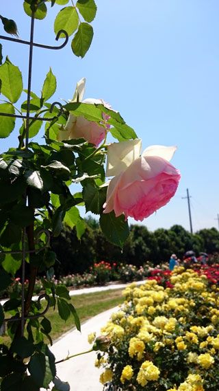 「ヨッコ」さんからの投稿写真＠湖西浄化センターバラ園