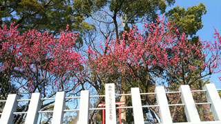「花好き」さんからの投稿写真＠半城土天満神社