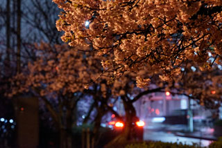 「maxisgroovin」さんからの投稿写真＠守山ふれあい公園