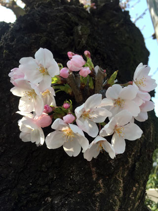 「聖坊」さんからの投稿写真＠新居浜市