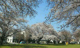 「なりさん」さんからの投稿写真＠埼玉県飯能市内の公園