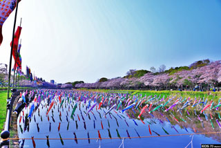 「サクリン」さんからの投稿写真＠館林さくらまつりとこいのぼりの里まつり