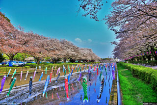 「サクリン」さんからの投稿写真＠館林さくらまつりとこいのぼりの里まつり