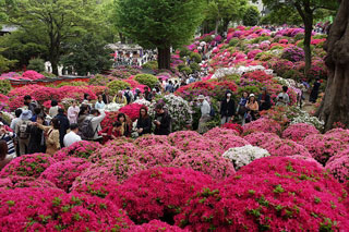 「まるまる」さんからの投稿写真＠根津神社