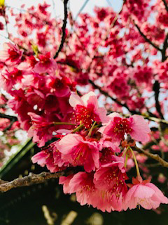 「かみふーせん」さんからの投稿写真＠荏原神社の寒緋桜