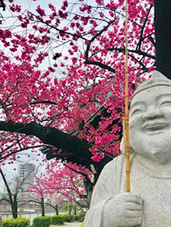 「かみふーせん」さんからの投稿写真＠荏原神社の寒緋桜