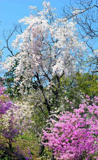 「写楽」さんからの投稿写真＠カタクリの里