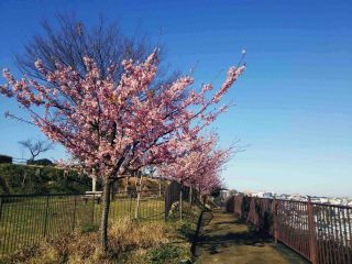 「写楽」さんからの投稿写真＠笹下中央公園