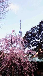 「写楽」さんからの投稿写真＠牛嶋神社