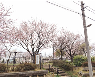 「tabachan」さんからの投稿写真＠久保新田 さくら公園