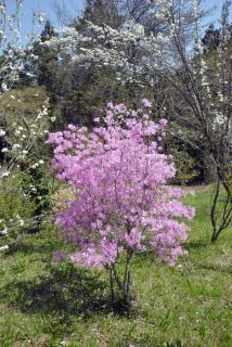 「写楽」さんからの投稿写真＠城山かたくりの里