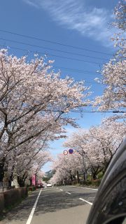 「maki」さんからの投稿写真@桜並木