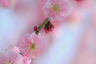 「maruyuh」さんからの投稿写真＠曽我梅林