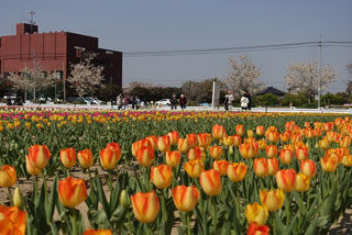 「まるまる」さんからの投稿写真＠白子チューリップ祭り