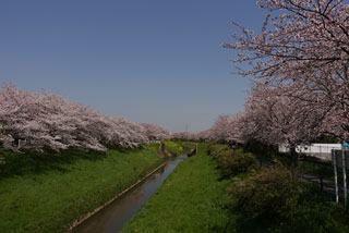「まるまる」さんからの投稿写真＠豊田川沿い