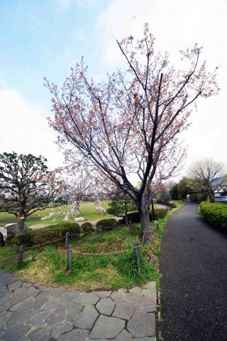 「写楽」さんからの投稿写真＠日野中央公園(横浜市）