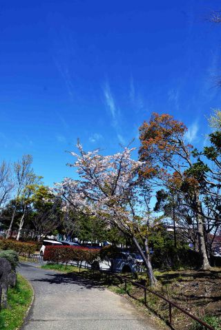 「一水」さんからの投稿写真＠日野中央公園(横浜市）