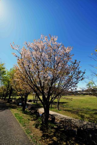 「写ガ～ル」さんからの投稿写真＠日野中央公園(横浜市）