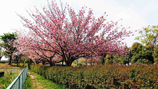 「一水」さんからの投稿写真＠日野中央公園